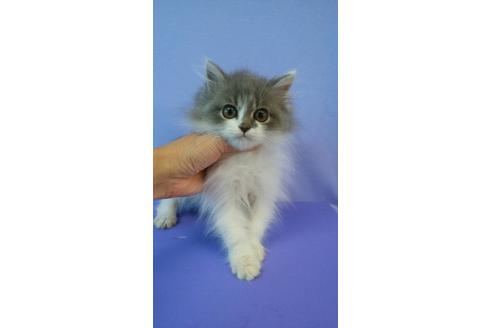鹿児島県のミックス 男の子 19 08 08生まれ ブルー ホワイト 子猫id 9105 子猫ブリーダーナビ 鹿児島県のミックス 男の子 19 08 08生まれ ブルー ホワイト 子猫id 9105 子猫ブリーダーナビ