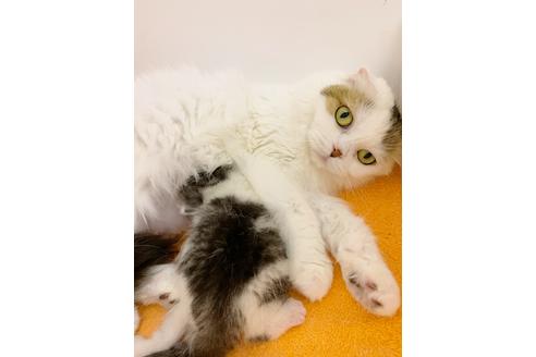 販売中のスコティッシュフォールドの親猫