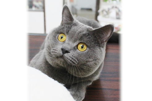 販売中のブリティッシュショートヘアの親猫