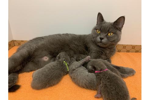 販売中のブリティッシュショートヘアの親猫
