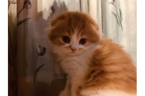 愛知県のスコティッシュフォールド 男の子 19 09 30生まれ レッドタビー ホワイト 子猫id 55 子猫ブリーダーナビ 愛知県のスコティッシュフォールド 男の子 19 09 30生まれ レッドタビー ホワイト 子猫id 55 子猫ブリーダーナビ
