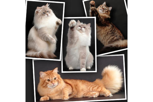 北海道の子猫販売のブリーダー 子猫ブリーダーナビ