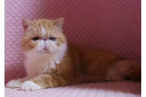 販売中のエキゾチックショートヘアの親猫