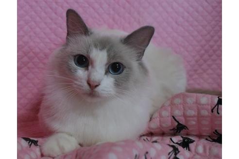 販売中のラグドールの親猫