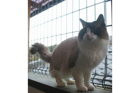 販売中のラグドールの親猫