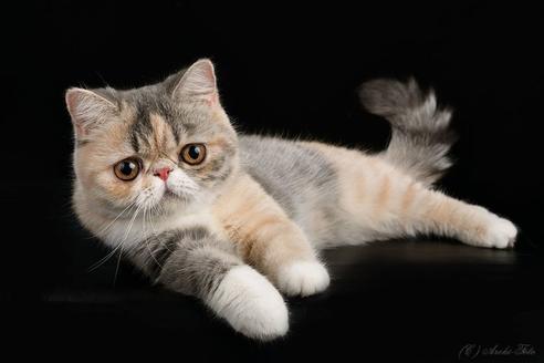 販売中のエキゾチックショートヘアの親猫