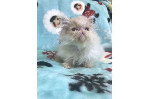 柳由香ブリーダーの詳細の1枚目