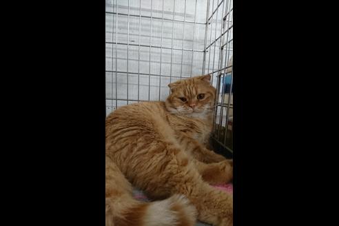 販売中のスコティッシュフォールドの親猫