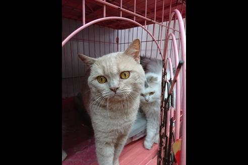 販売中のスコティッシュフォールドの親猫