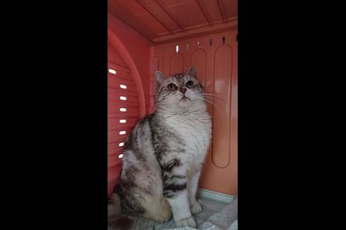 販売中のスコティッシュフォールドの親猫