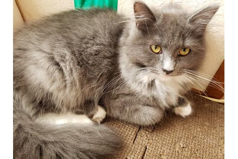 Ngagolak メインクーン 子猫 Ngagolak メインクーン 子猫
