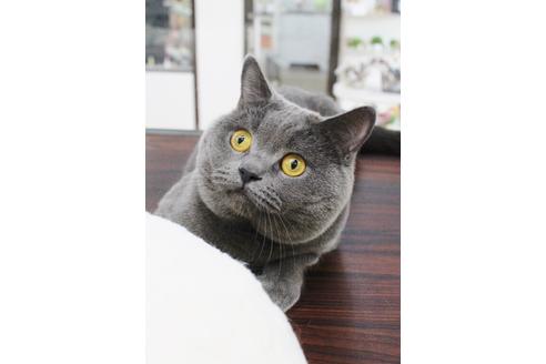 販売中のブリティッシュショートヘアの親猫