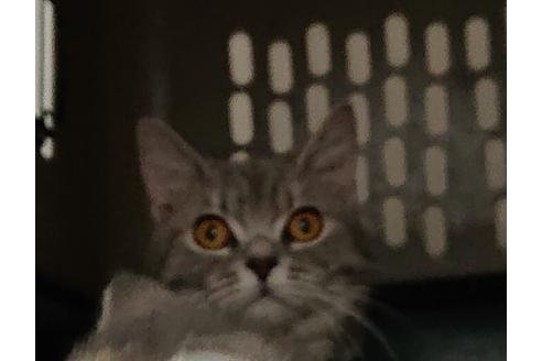 販売中のスコティッシュフォールドの親猫