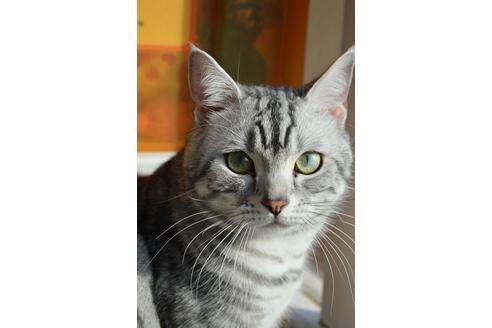 販売中のスコティッシュフォールドの親猫