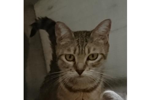 販売中のスコティッシュフォールドの親猫