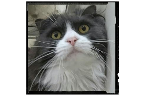 販売中のスコティッシュフォールドの親猫