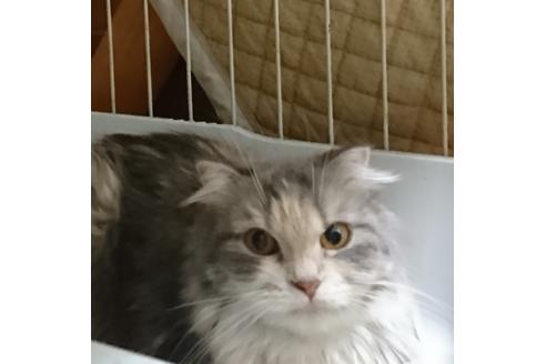 販売中のスコティッシュフォールドの親猫