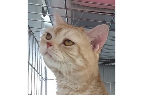 販売中のスコティッシュフォールドの親猫