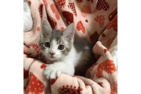 愛知県のマンチカン 男の子 03 11生まれ ブルータビー ホワイト 子猫id 子猫ブリーダーナビ