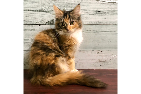 大阪府のメインクーン 女の子 01 02生まれ キャリコ 子猫id 9649 子猫ブリーダーナビ 大阪府のメインクーン 女の子 01 02生まれ キャリコ 子猫id 9649 子猫ブリーダーナビ