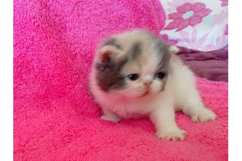 エキゾチックショートヘア 子猫ブリーダーナビ エキゾチックショートヘア 子猫ブリーダーナビ