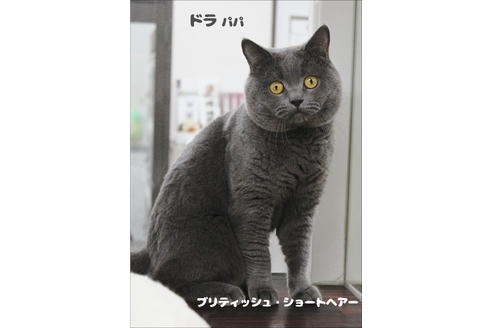 販売中のブリティッシュショートヘアの親猫