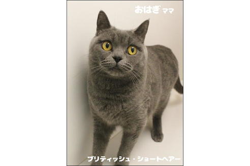 販売中のブリティッシュショートヘアの親猫