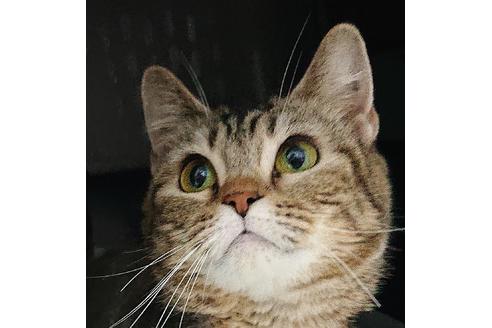 販売中のスコティッシュフォールドの親猫