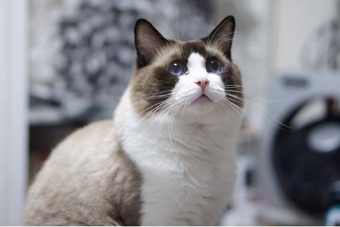 販売中のラグドールの親猫
