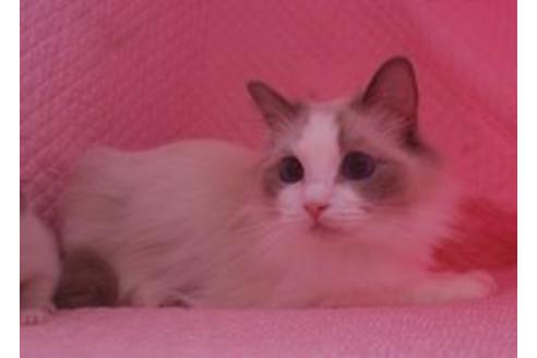 販売中のラグドールの親猫