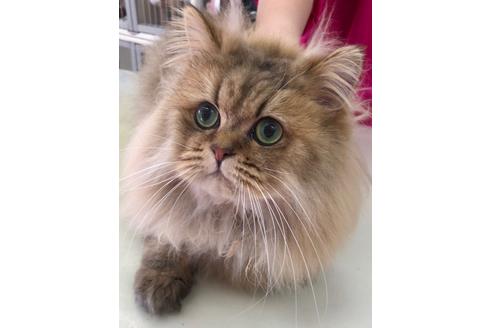 販売中のマンチカンの親猫