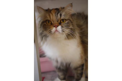 販売中のスコティッシュフォールドの親猫
