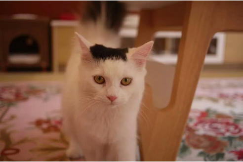 販売中のノルウェージャンフォレストキャットの親猫