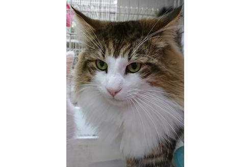 販売中のノルウェージャンフォレストキャットの親猫