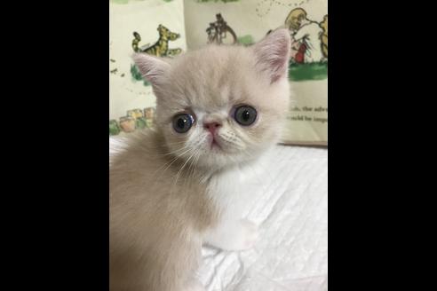 猫カフェmeow ミャオ On Twitter のりすけくんのドアップ 猫
