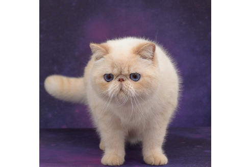 鈴木直実ブリーダー 子猫ブリーダーナビ