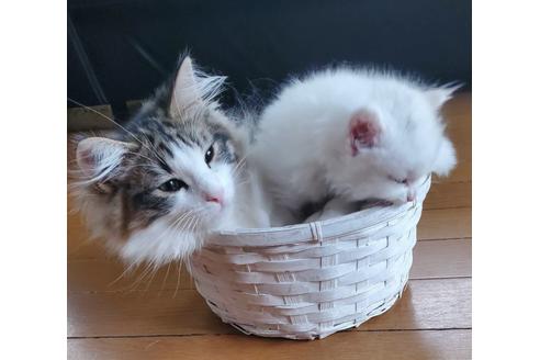 瀧たつ代ブリーダーの詳細