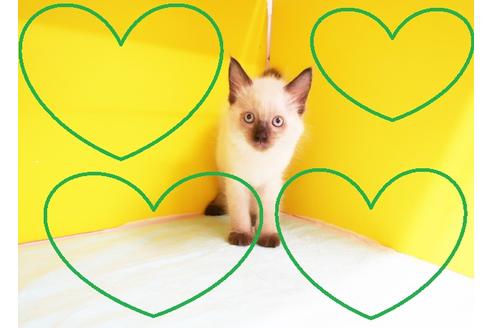 販売中のラグドールの親猫