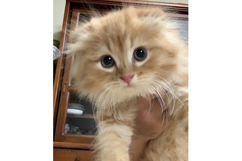 千葉県のスコティッシュフォールド 男の子 05 12生まれ レッド ホワイトタビー 子猫id 子猫ブリーダーナビ