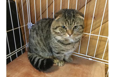 販売中のマンチカンの親猫