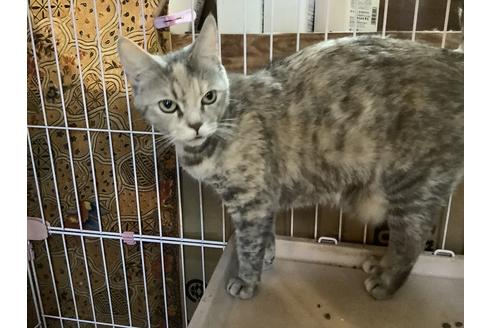 販売中のマンチカンの親猫