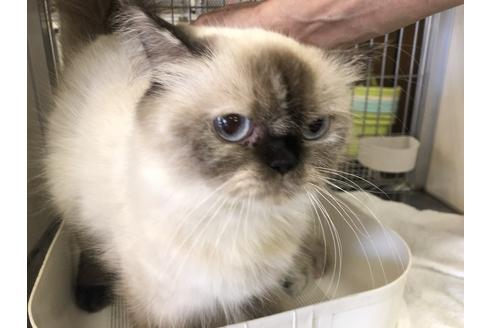 販売中のヒマラヤンの親猫