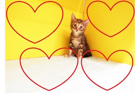 キャッツインザシティ(3) オレンジアメリカンショートヘア猫　100g銀バー キャッツインザシティ(3) オレンジアメリカンショートヘア猫