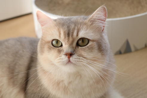 販売中のブリティッシュショートヘアの親猫