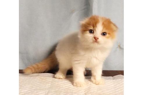 埼玉県のスコティッシュフォールド 男の子 07 10生まれ レッドタビー ホワイト 子猫id 117 子猫ブリーダーナビ 埼玉県のスコティッシュフォールド 男の子 07 10生まれ レッドタビー ホワイト 子猫id 117 子猫ブリーダーナビ