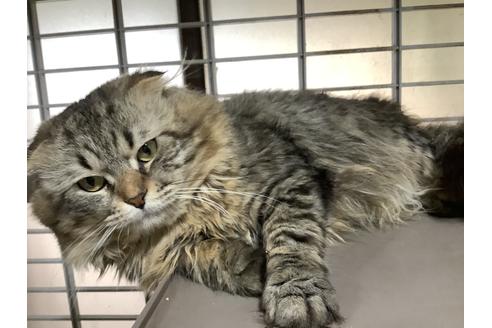 販売中のマンチカンの親猫