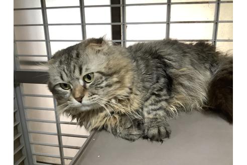 販売中のマンチカンの親猫