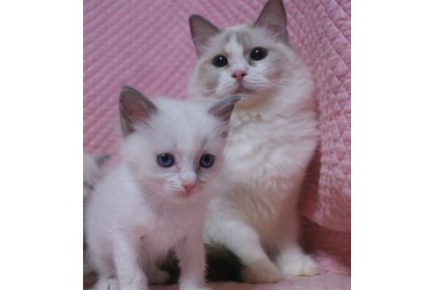 販売中のラグドールの親猫