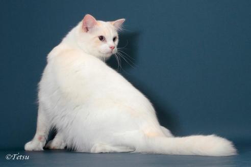 販売中のラグドールの親猫