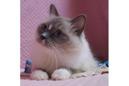 販売中のラグドールの親猫